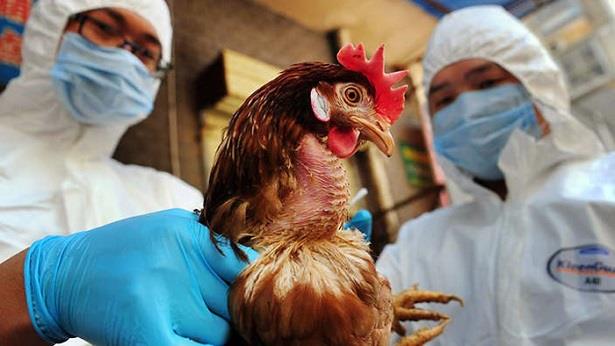 الإبلاغ عن تفشي إنفلونزا الطيور في مناطق جنوب نيجيريا