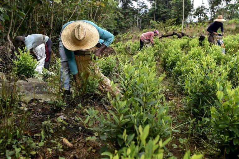 "اقتصاد الكوكا" يزدهر في كولومبيا