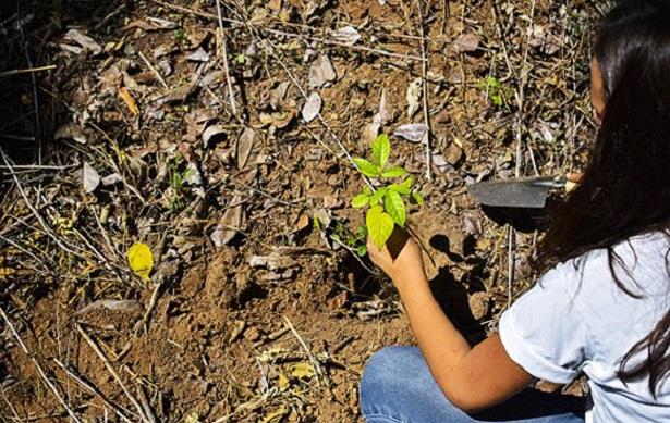 تركيا تخطط لزراعة 100 مليون شتلة لتعويض حرائق الغابات