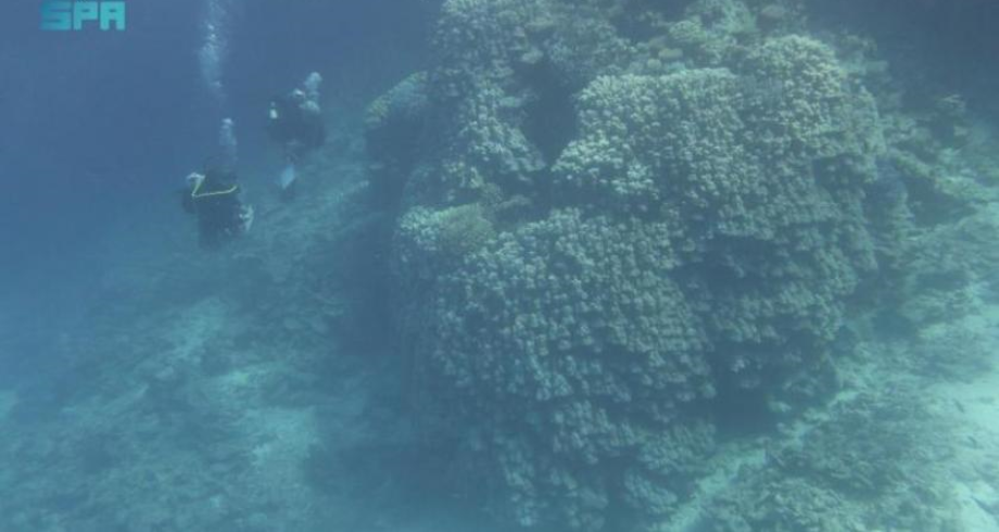 السعودية .. اكتشاف مستعمرة مرجانية بالبحر الأحمر تعود لـ600 عام