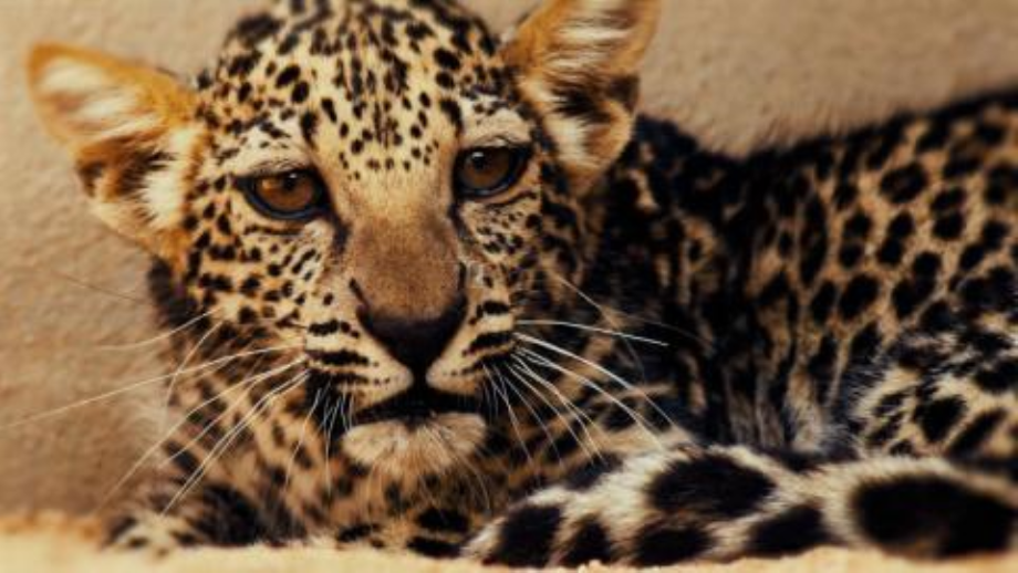 السعودية: ولادة أنثى من "النمر العربي" المهدد بالإنقراض