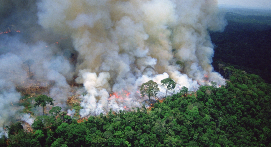 انخفاض مساحة الغابات المتضررة من الحرائق بـ47 في المائة