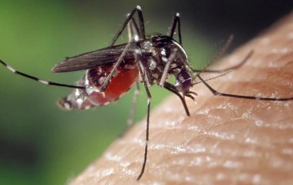 Togo: Vigilance renforcée face aux menaces des épidémies de Dengue et de Chikungunya