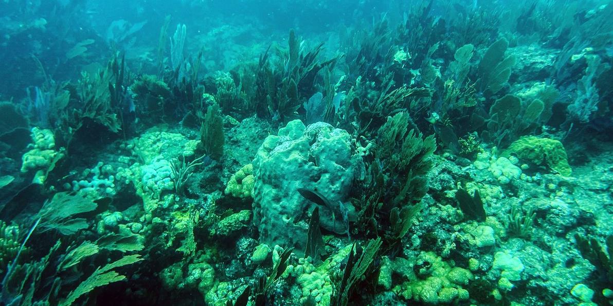 Climat: Disparition de 14% du corail dans le monde entre 2009 et 2018