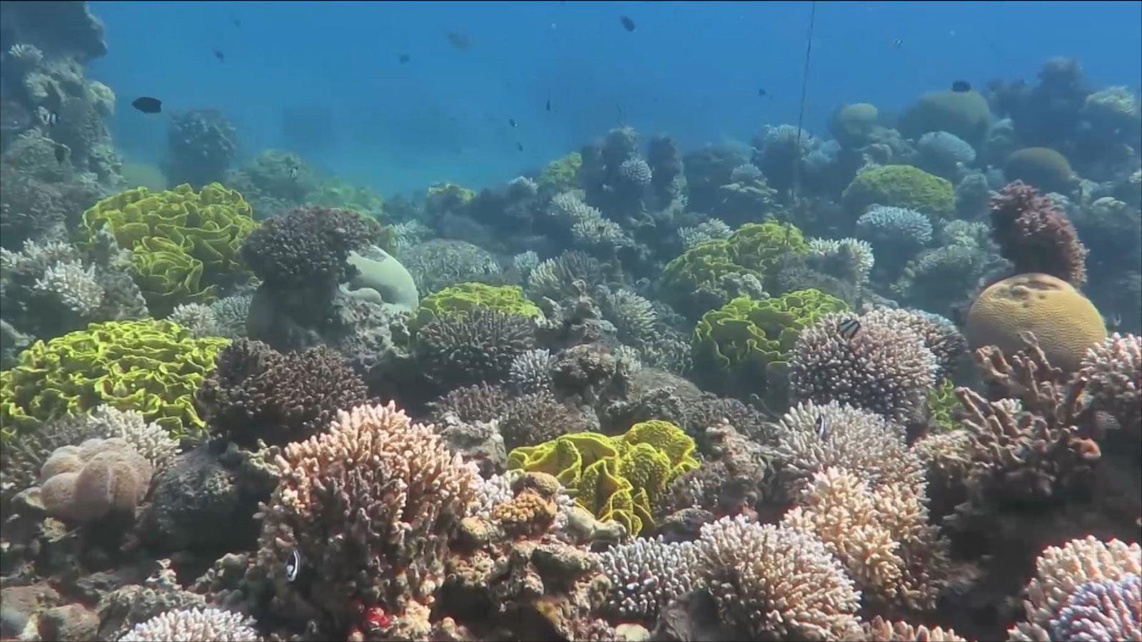 تقرير: فقدان 14 في المئة من الشعب المرجانية خلال عشر سنوات