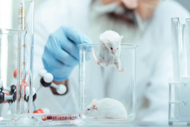 دراسة: وتيرة تناول الطعام تؤثر على صحة الفئران أكثر من الكمية