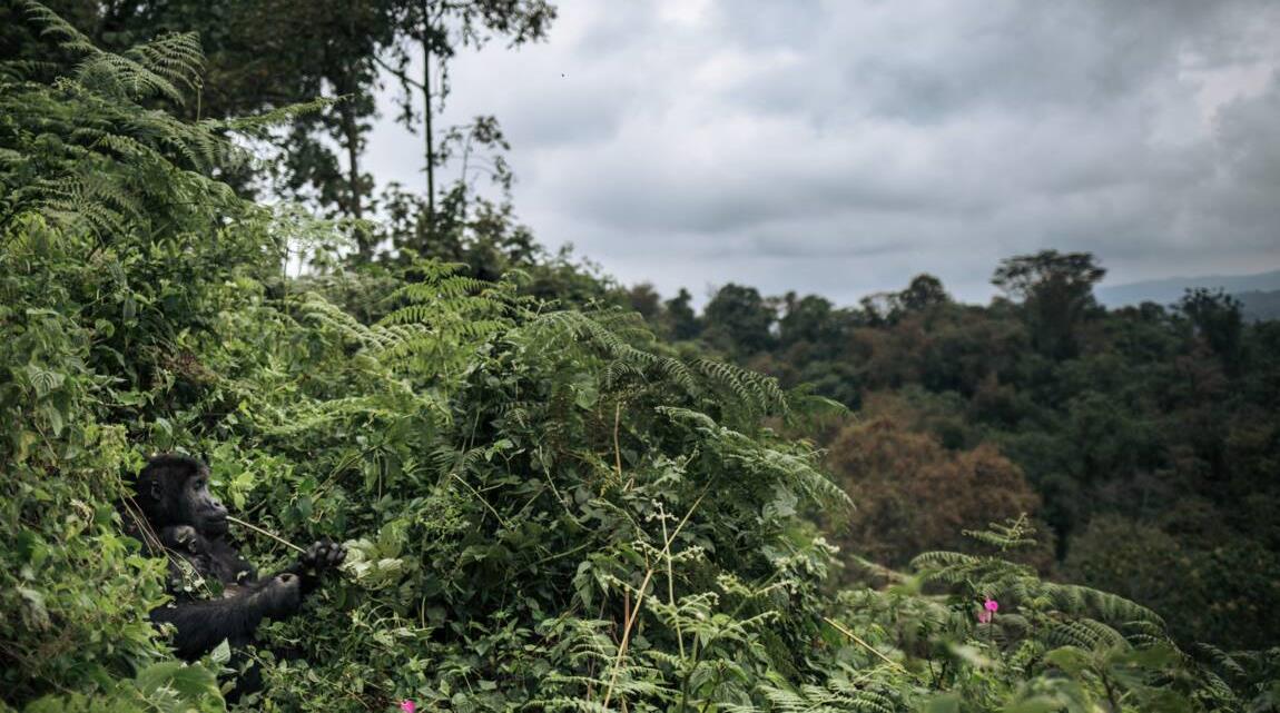 COP26: 1,5 mds de dollars pour préserver les écosystèmes forestiers d’Afrique centrale