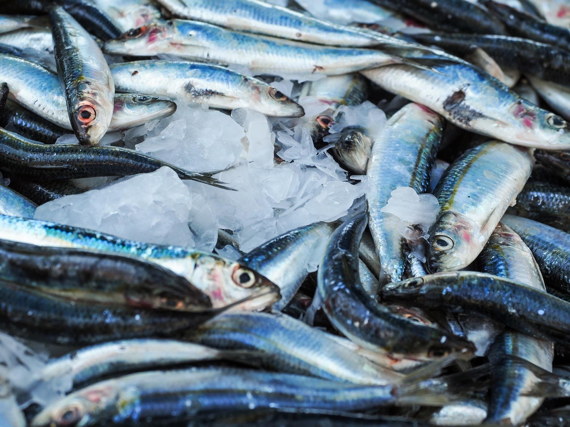 أسماك السردين أصبحت أصغر حجماً بفعل تأثير التغيرات البيئية على نظامها الغذائي