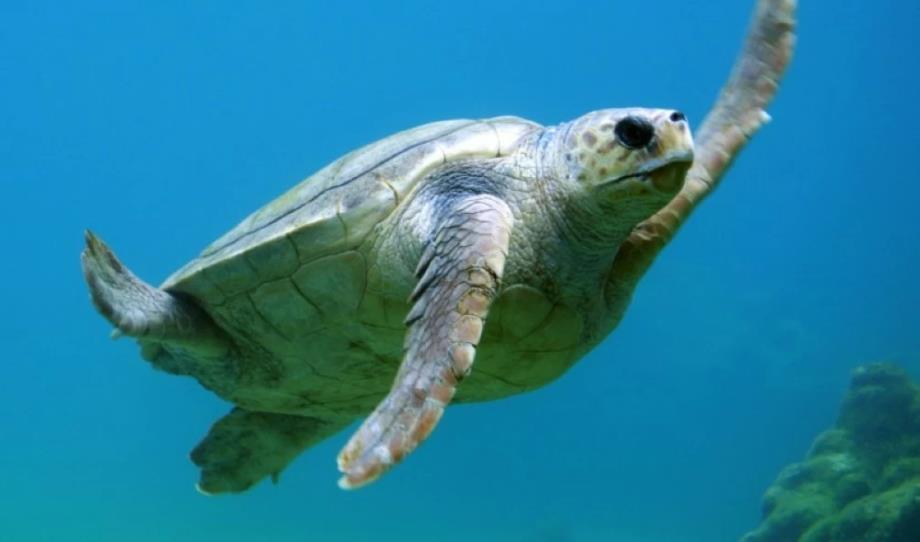 أستراليا تطلق مشروعا لحماية السلاحف الخضراء النادرة من الانقراض