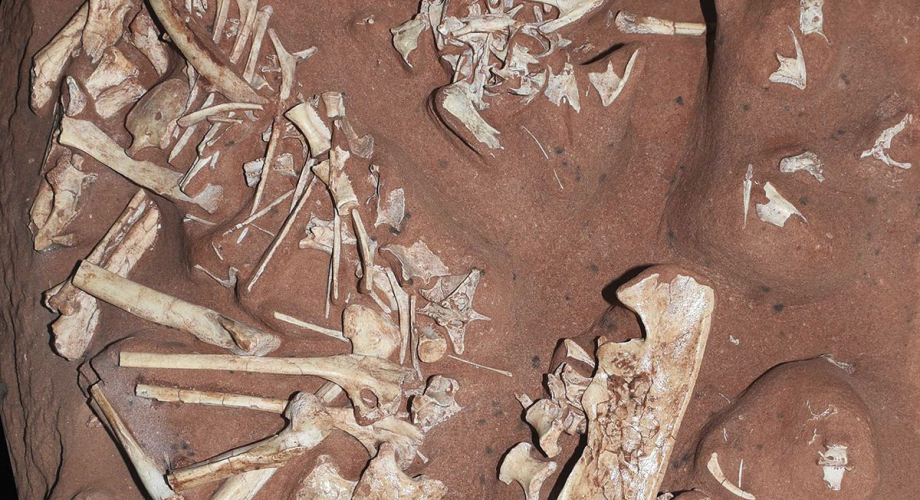 اكتشاف نوع جديد من الديناصورات "بلا أسنان"