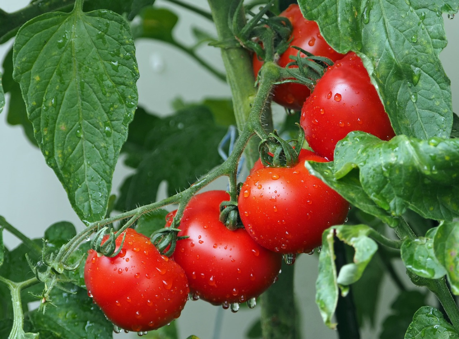 ONSSA: apparition d'une maladie végétale qui s'attaque à la tomate et au poivron
