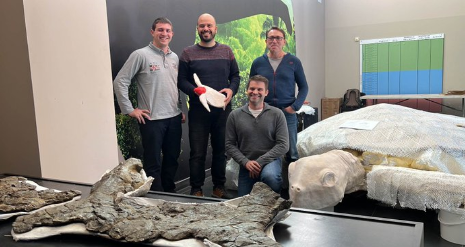 Espagne : découverte d'une tortue géante fossilisée dénommée Leviathanochelys aenigmatica